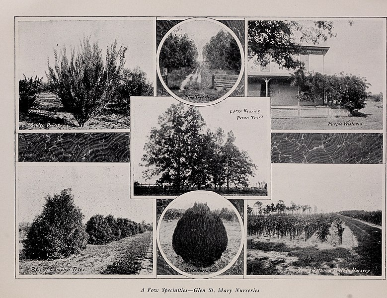 File:Glen St. Mary Nurseries - 1901 (1901) (20561485345).jpg