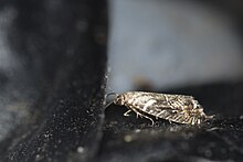 Glyphipterix lunaris (42375128611) .jpg