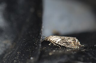 <i>Glyphipterix lunaris</i> Species of moth