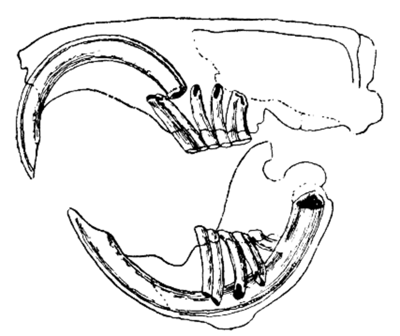 Дифференциация зубов млекопитающих. Строение зубов грызунов и зайцеобразных. Строение челюсти зайцеобразных. Скелет челюсти зайцеобразных. Зайцеобразные зубная система.