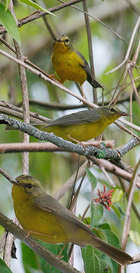 Fail:Golden-crowned Warbler From The Crossley ID Guide Eastern Birds.jpg