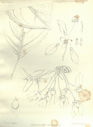 <i>Goniothalamus ridleyi</i> Species of plant