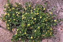 Habit Goodenia rotundifolia habit.jpg