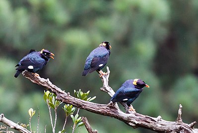 Птицы шри ланки. Птицы Коха Шри Ланка. Птицы Шри Ланки синяя. Кукушка Шри Ланки. Национальная птица Шри Ланки.