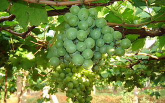Grapes Cultivation. Grape cultivation in Tamil Nadu.jpg