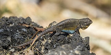 Sceloporus grammicus microlepidotus (Graphic spiny lizard) male, lateral view