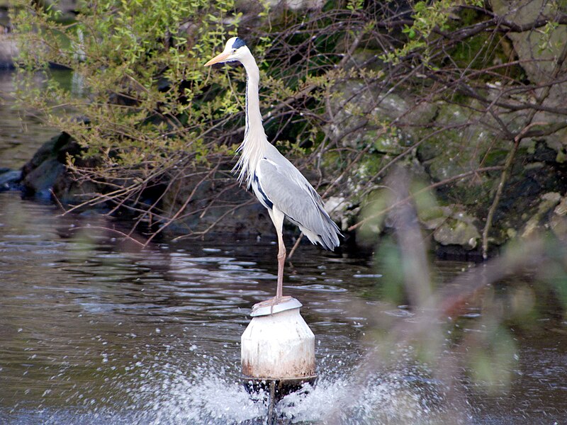 File:Graureiher Zoo Berlin.jpg