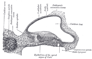 <span class="mw-page-title-main">Spiral ganglion</span> Anatomical structure