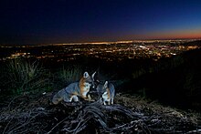 Two gray foxes in the Verdugo Mountains with Los Angeles in the background. - National Park Service Gray Foxes in the Verdugo Mountains (33960527465).jpg