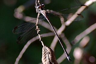 <i>Archilestes</i> Genus of damselflies