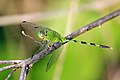 Great pondhawk (Erythemis vesiculosa) male.JPG