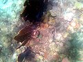 Grenada Under Water - panoramio - Stefan und Bille (7).jpg