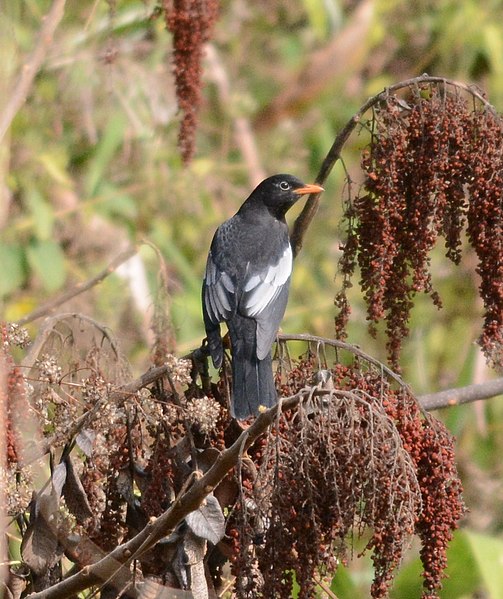 File:Grey-winged Blackbird Turdus boulboul Male by Dr. Raju Kasambe DSC 4018 (12).jpg