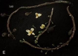 <i>Grias longirachis</i> Species of flowering plant