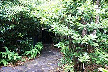 Entrance covered with vegetation