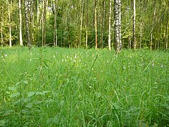 Wiese mit Knabenkraut im ehem. Schlammabsetzbecken