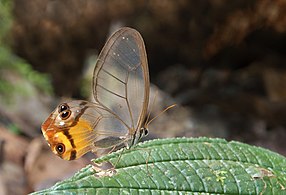 H. p. piera en la base del tepui Ptarí, Parque nacional Canaima, Venezuela