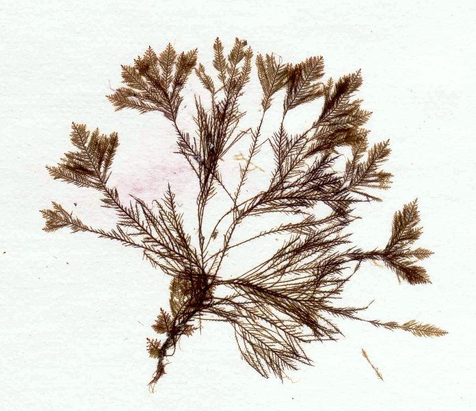 File:Halopteris filicina herbarium item.jpg