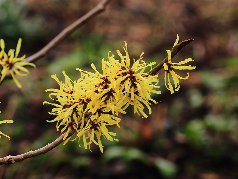 File:Hamamelis x intermedia 'Angelly' 01.JPG