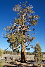 Smámynd fyrir Juniperus grandis