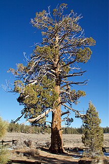 <i>Juniperus grandis</i> Species of conifer