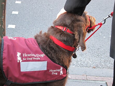 Hearing-assistance dog being patted on its head