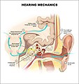 Hearing mechanics.jpg