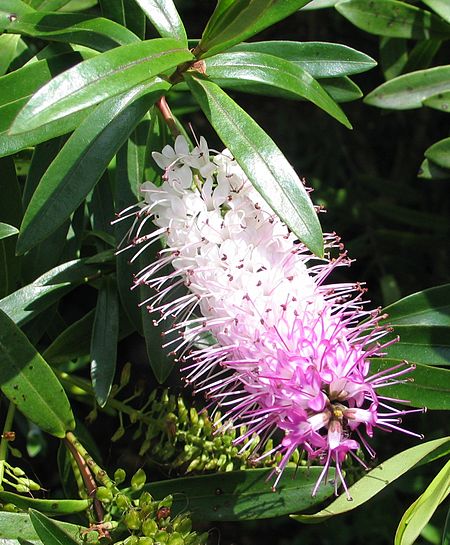 Hebe speciosa