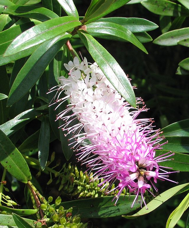 Image of Hebe speciosa plant