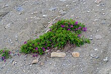 Hedysarum boreale im Jasper National Park, Kanada