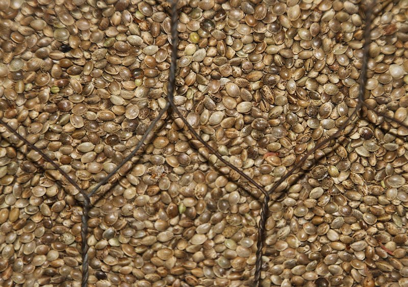 File:HempSeed.jpg