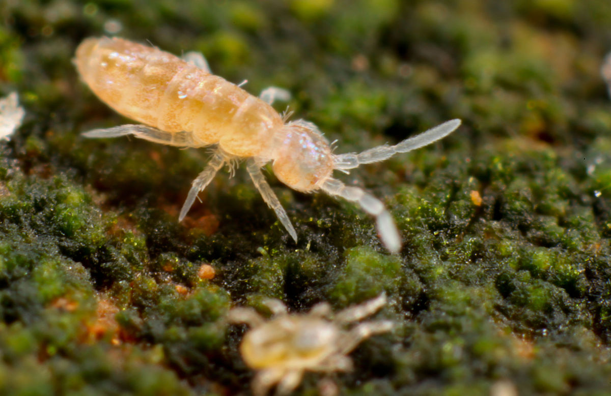 Ногохвостки, Collembola