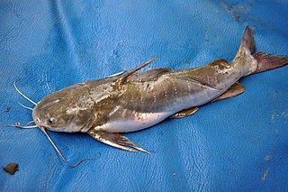<span class="mw-page-title-main">Sagor catfish</span> Species of fish