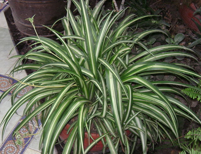 chlorophytum comosum flower