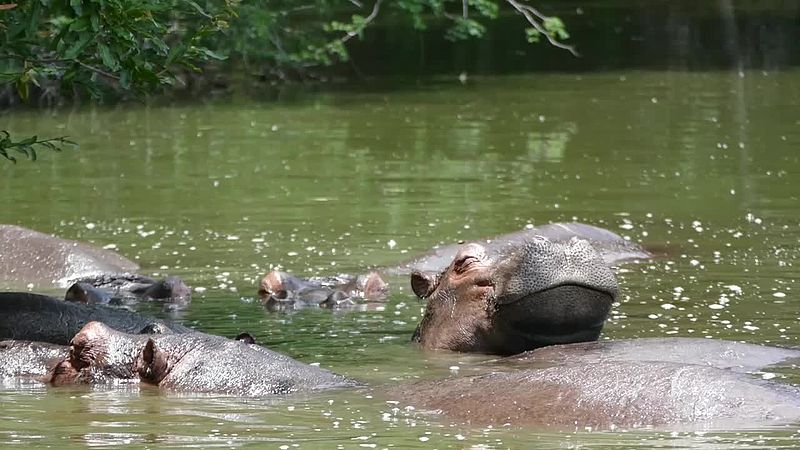 File:Hippos (Hippopotamus amphibius) (16467538726).jpg