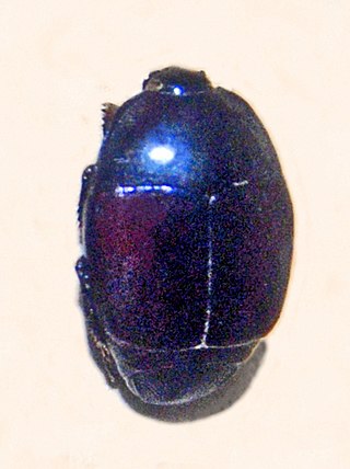 <span class="mw-page-title-main">Saprinus splendens</span> Species of beetle