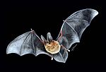 Thumbnail for Small big-eared brown bat