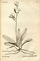 Beclardia macrostachya (as syn. Epidendrum brachystachyum) plate 84 in: A.A. Du Petit-Thouars: Histoire particulière des plantes Orchidées (1822)