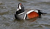 A living Histrionicus histrionicus, or harlequin duck Histrionicus histrionicus drake Barnegat.jpg
