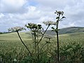 Hogweed - Heracleum sphondylium - geograph.org.uk - 1165687.jpg