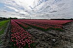 Miniatuur voor Bestand:Hollands Kroon - 't Veld - Zwarteweg - Panorama View on Tulips 1.jpg