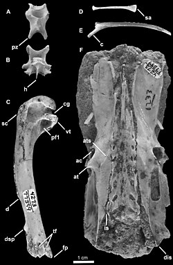 Holotype specimen of Mancalla vegrandis.jpg