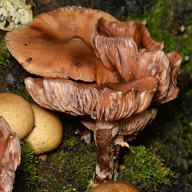 Honey Mushrooms (Armillaria sp.)