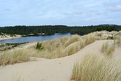 Honeyman Memorial State Park және Cleawox Lake.JPG