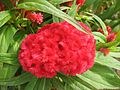 Gattung Celosia in Hongkong (August 2008)