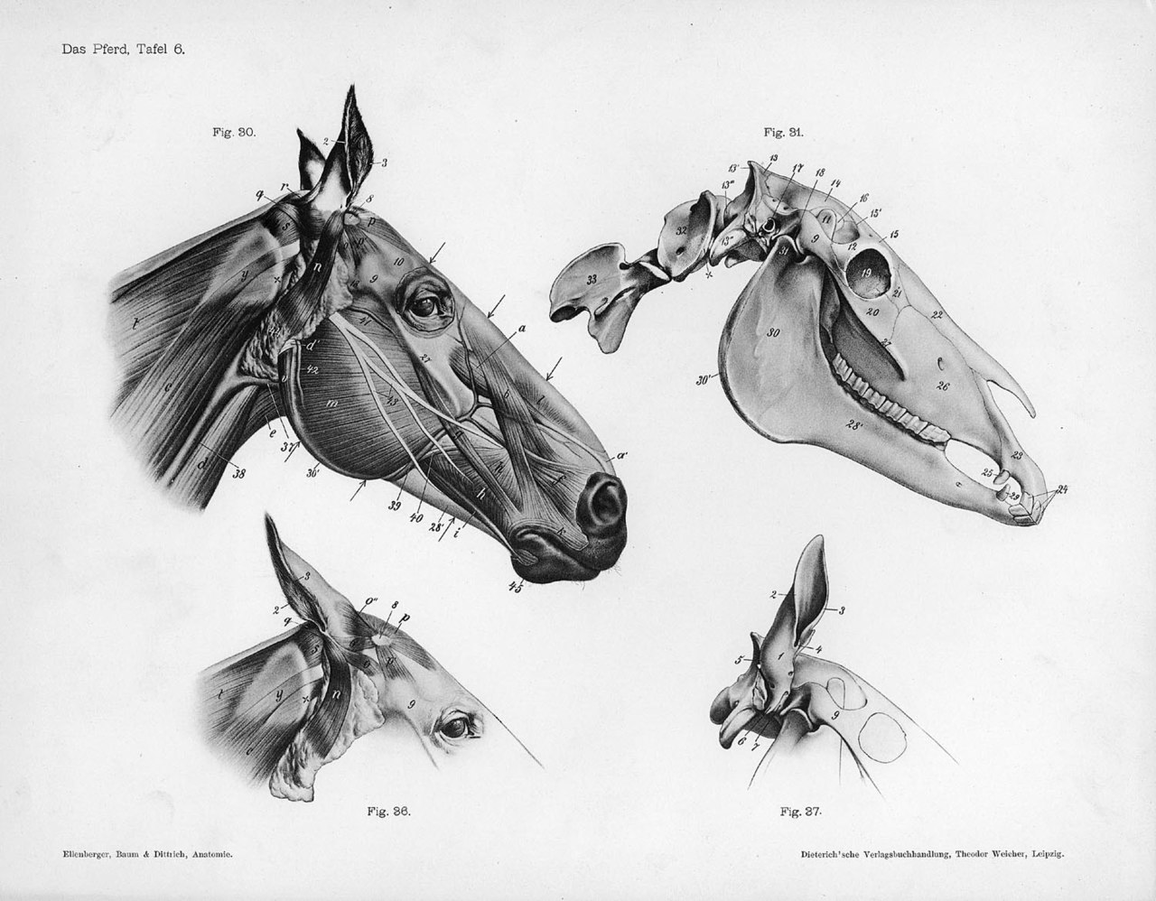 horse anatomy front view