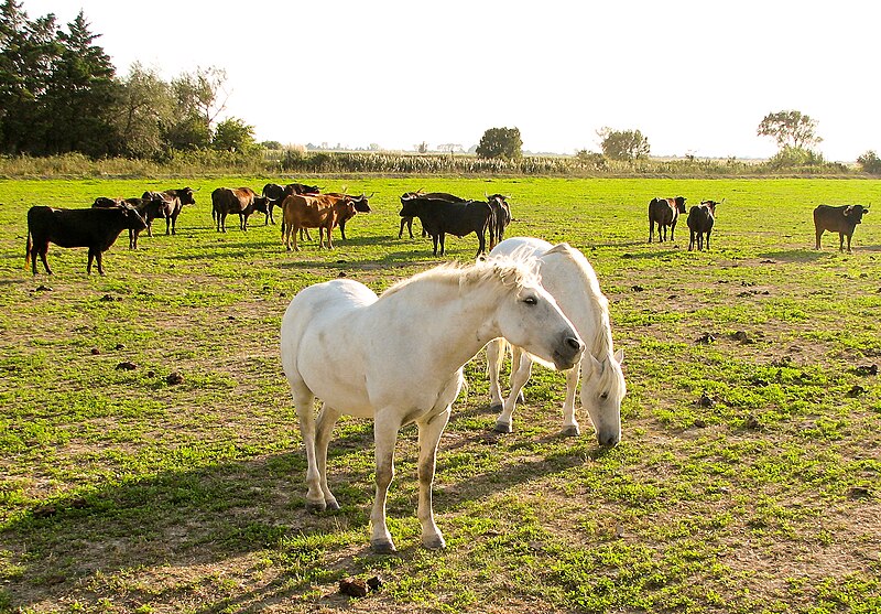 File:Horses in the Camargue 2.jpg