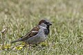 * Nomination House sparrow (Passer domesticus domesticus) male --Charlesjsharp 09:05, 5 February 2024 (UTC) * Promotion  Support Good quality. --Poco a poco 16:51, 5 February 2024 (UTC)