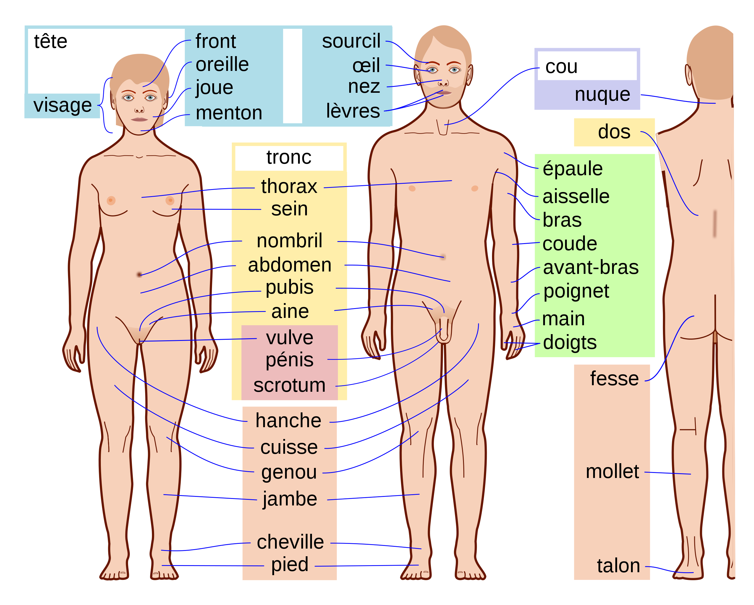 File:Human body features-fr.svg - Wikimedia Commons