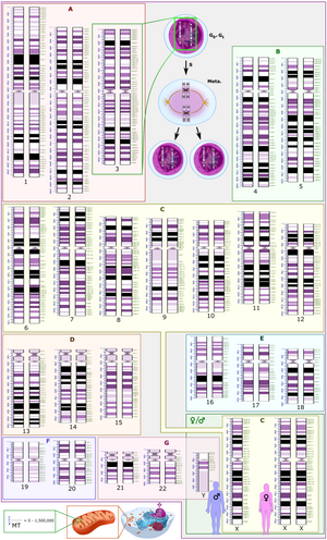 Human karyotype with annotated bands and sub-bands as used for the nomenclature of chromosome abnormalities. It shows dark and white regions as seen on G banding. Each row is vertically aligned at centromere level. It shows 22 homologous autosomal chromosome pairs, both the female (XX) and male (XY) versions of the two sex chromosomes, as well as the mitochondrial genome (at bottom left).
.mw-parser-output .hatnote{font-style:italic}.mw-parser-output div.hatnote{padding-left:1.6em;margin-bottom:0.5em}.mw-parser-output .hatnote i{font-style:normal}.mw-parser-output .hatnote+link+.hatnote{margin-top:-0.5em}
Further information: Karyotype Human karyotype with bands and sub-bands.png